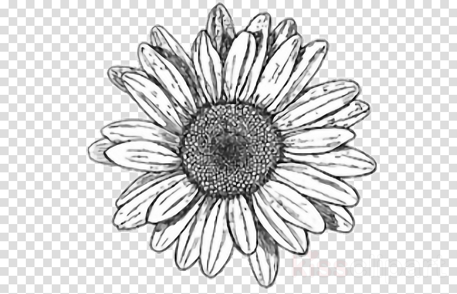 Sunflower Clipart Flower Blackandwhite Petal Transparent Clip Art