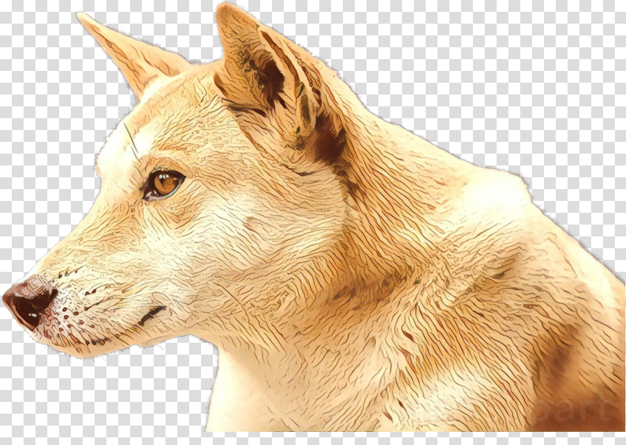 dog ancient dog breeds canaan dog drawing fawn