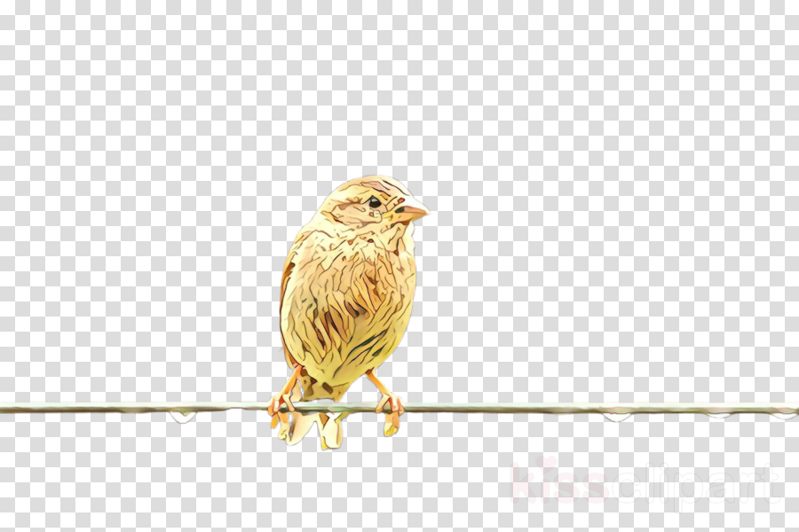 bird atlantic canary beak finch house sparrow