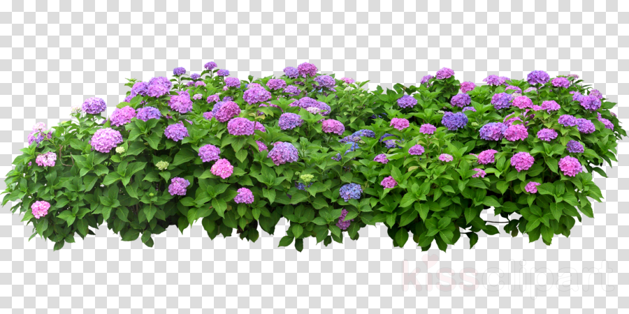 free clipart,transparent png image,clip art,Flower, Purple, Plant