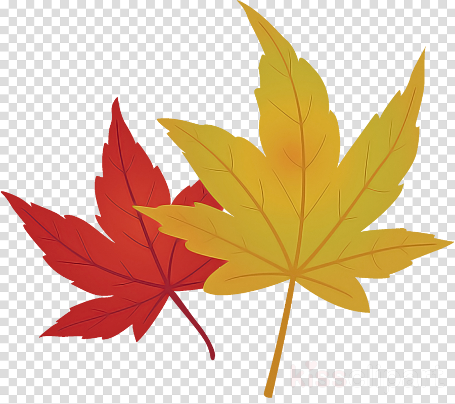 maple leaves autumn leaves fall leaves