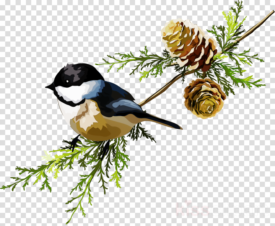 bird chickadee branch tree songbird