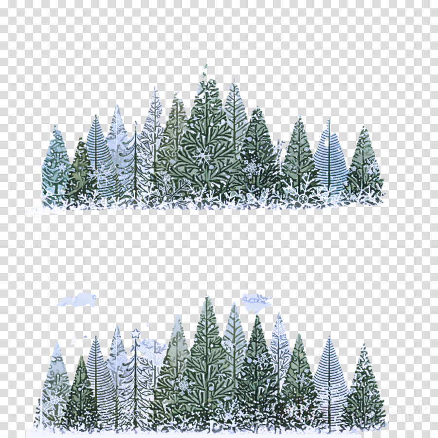 shortleaf black spruce balsam fir white pine colorado spruce yellow fir