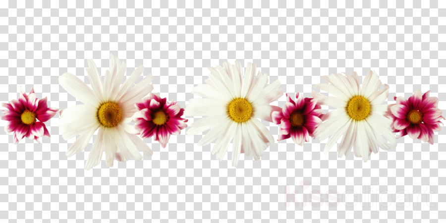 flower border flower background floral line