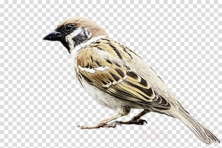 bird house sparrow sparrow beak perching bird