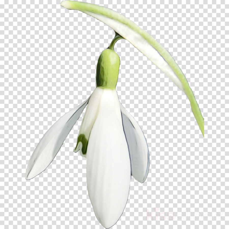 galanthus snowdrop flower plant summer snowflake