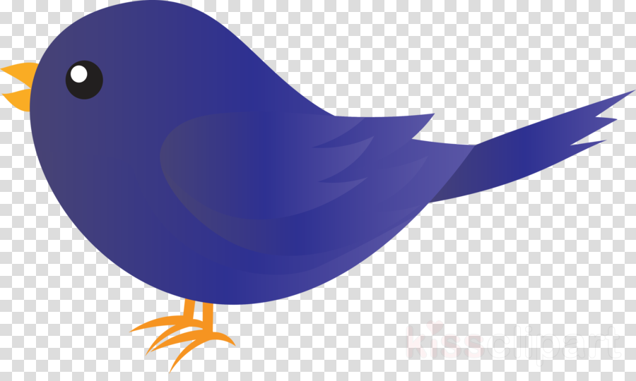 bird beak bluebird songbird perching bird