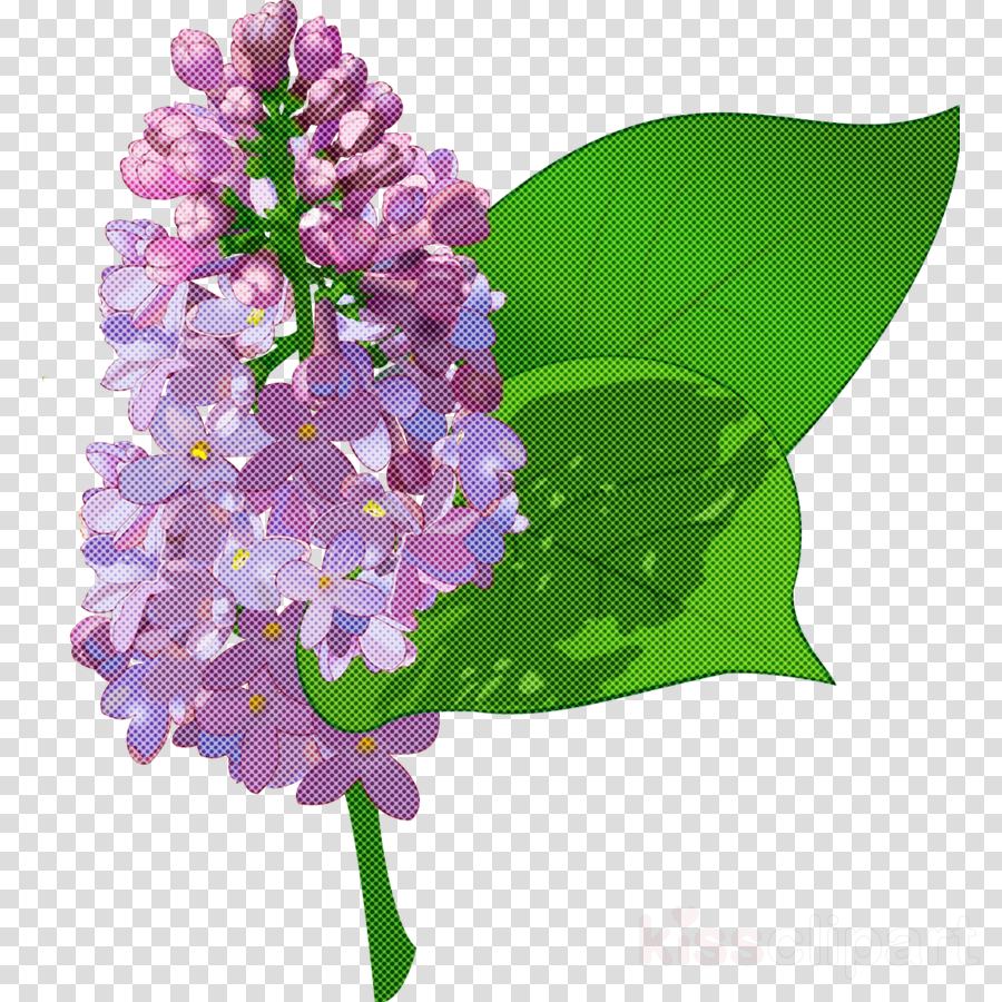 Lavender clipart - Flower, Lilac, Purple, transparent clip art