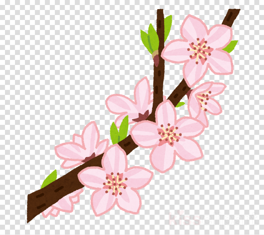 Cherry blossom. 