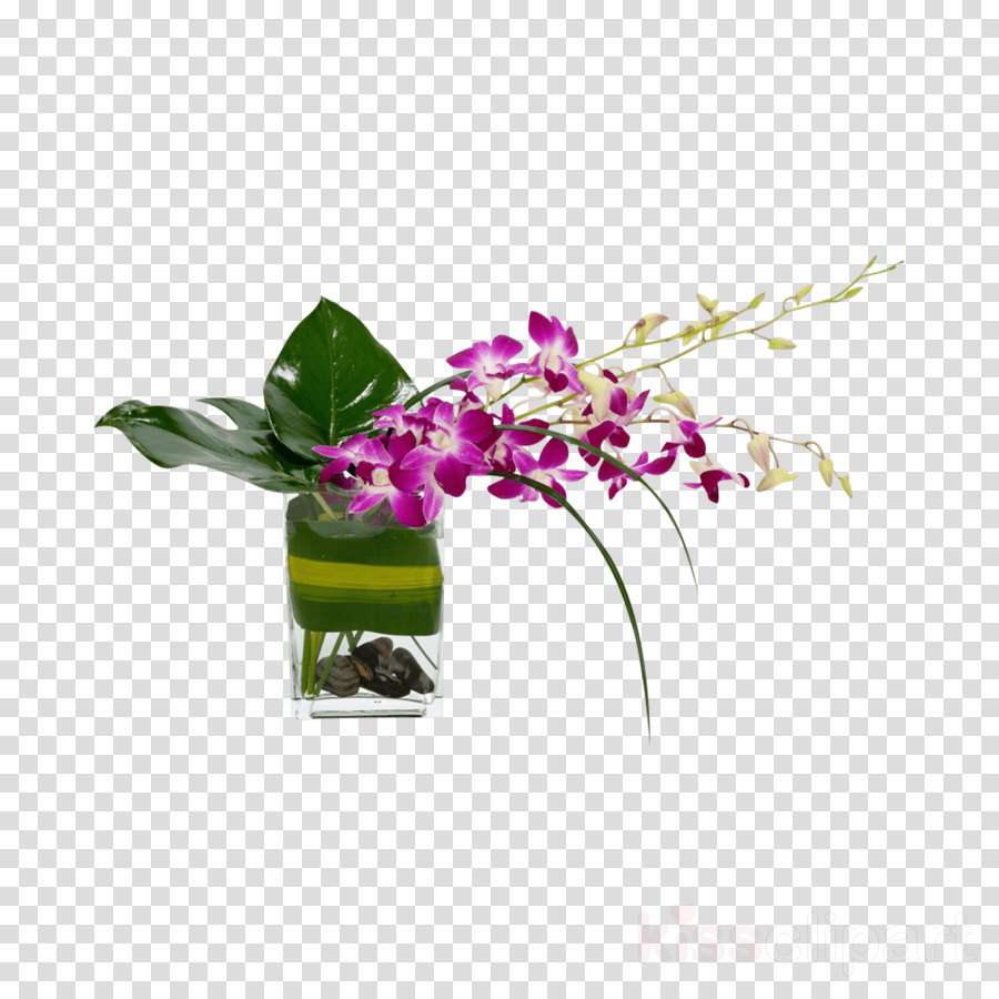 flower plant violet cooktown orchid dendrobium