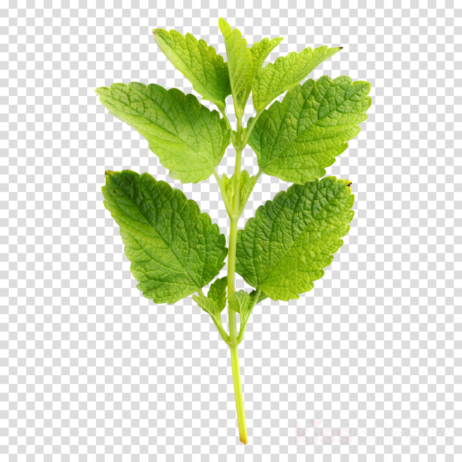 Mint Leaves Transparent