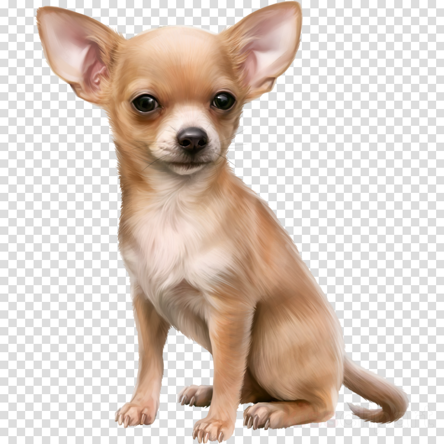 dog chihuahua puppy snout russkiy toy
