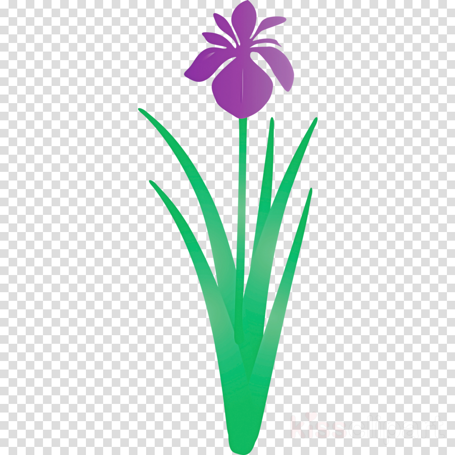 iris flower spring flower