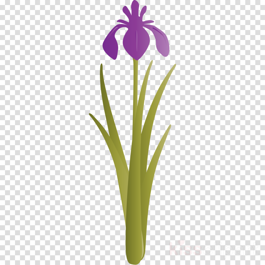 iris flower spring flower