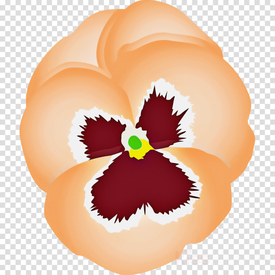 PANSY Spring Flower