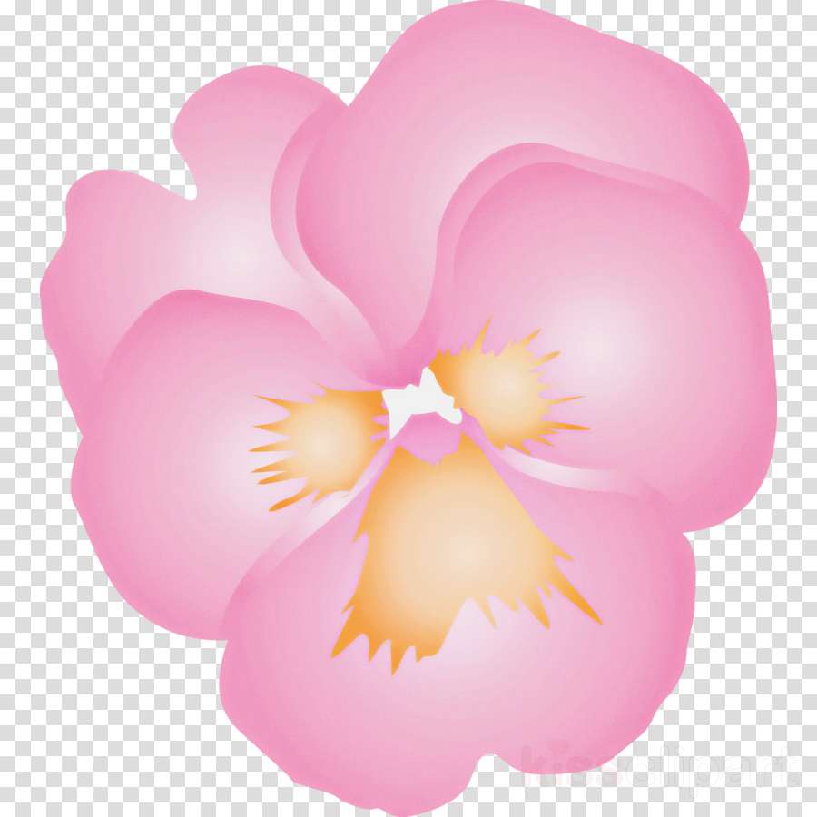 PANSY Spring Flower