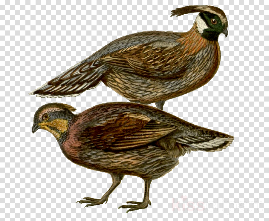 bird beak flightless bird pheasant quail