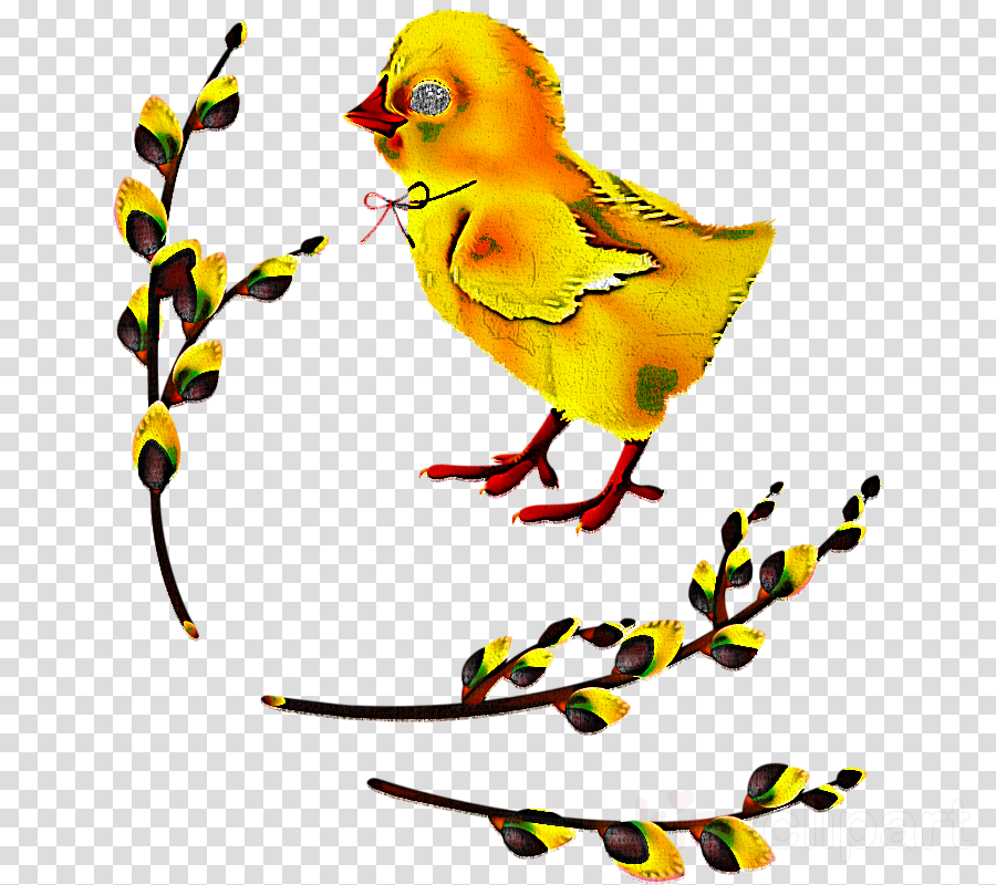 bird beak yellow finch songbird