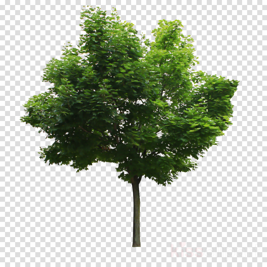 Plane clipart - Tree, Plant, Woody Plant, transparent clip art