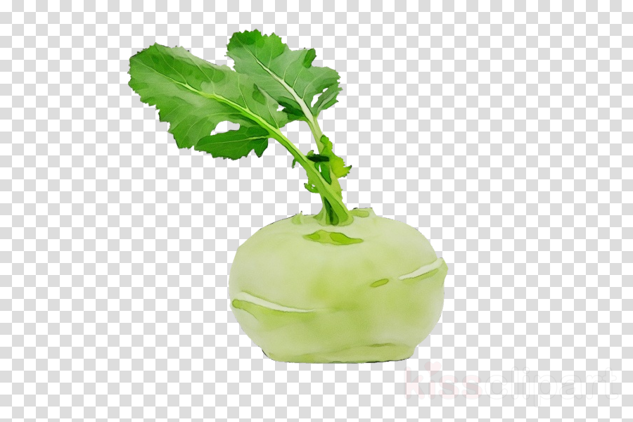 food plant leaf vegetable radish