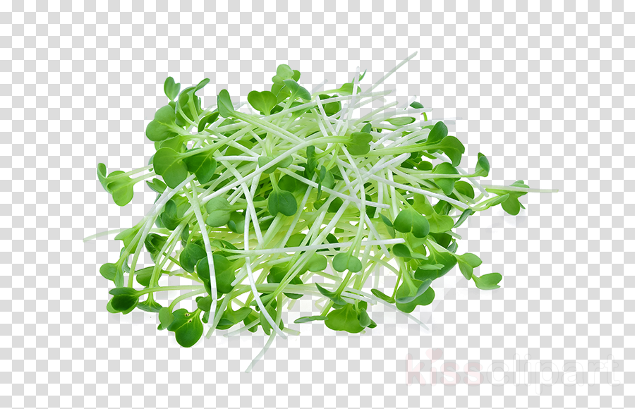 leaf vegetable vegetable microgreen sprouting alfalfa