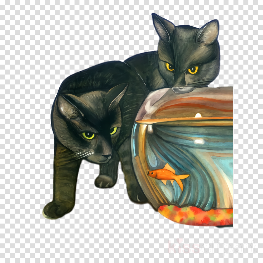 korat whiskers kitten domestic short-haired cat black cat