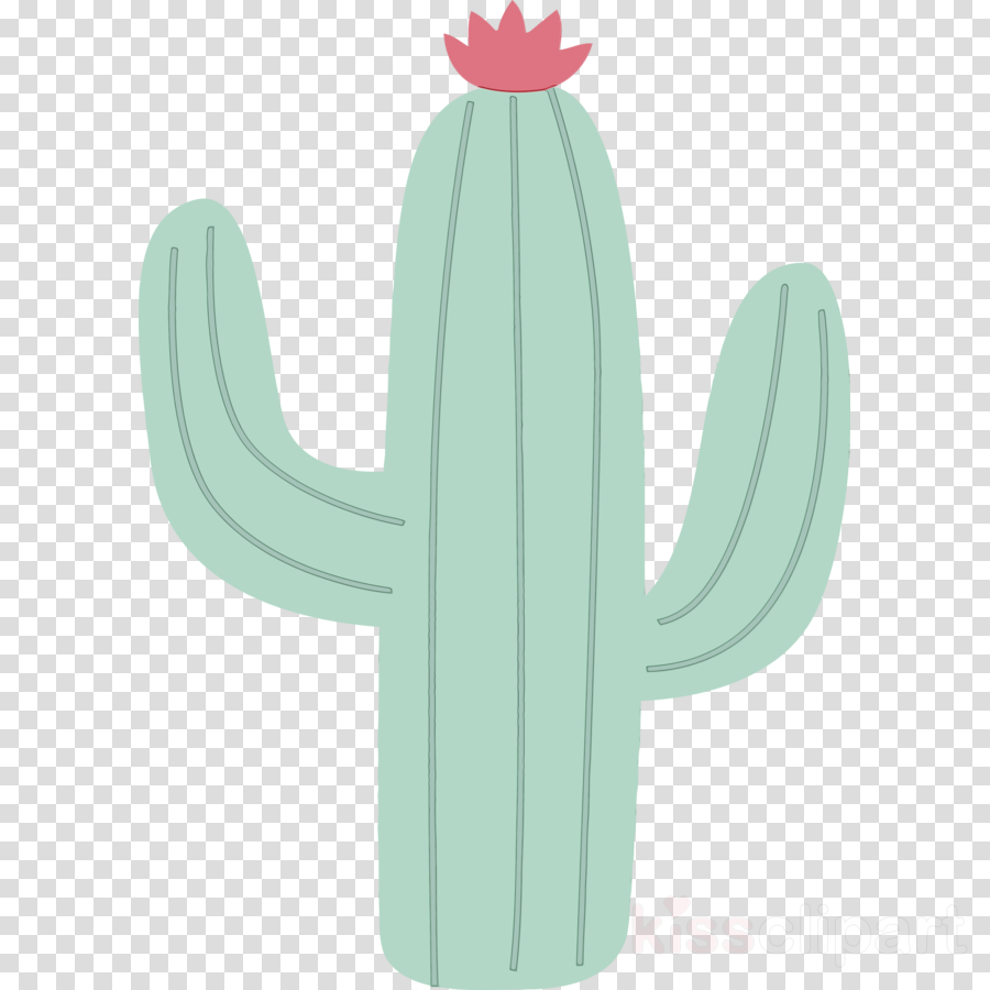 plants caryophyllales teal citroën cactus m science