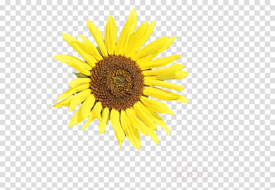 daisy family sunflower seed flower petal yellow