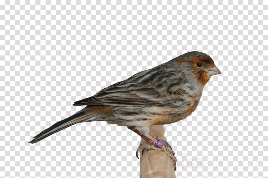 royalty-free house sparrow new world quail high-definition television