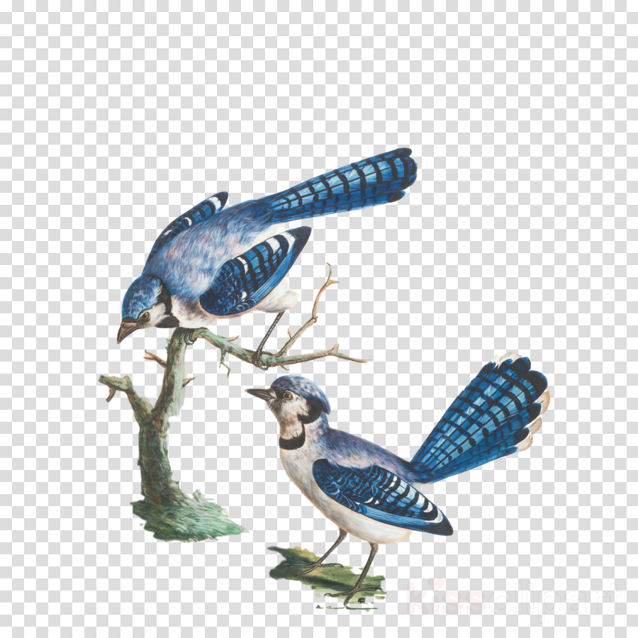 Feather Clipart Blue Jay Wrens Songbirds Transparent Clip Art